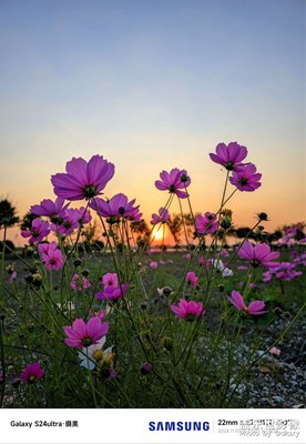 【秋冬时光】+夕阳，花