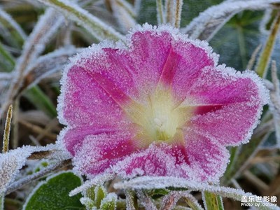 【秋冬时光】+ 花上霜