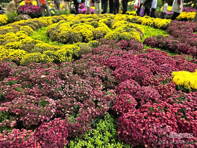 【汇龙潭菊花展线下摄影活动】+菊花展摄影回顾