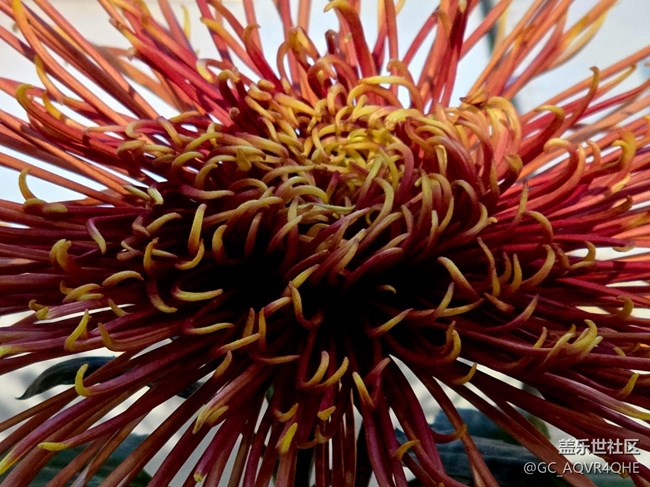 【汇龙潭菊花展线下摄影活动】+菊花展摄影回顾