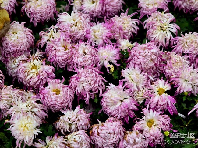 【汇龙潭菊花展线下摄影活动】+菊花展摄影回顾