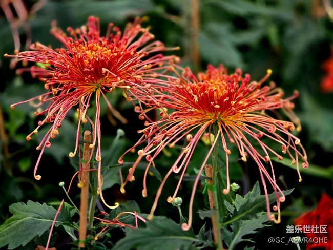 #秋天的道路——菊花展的路上
