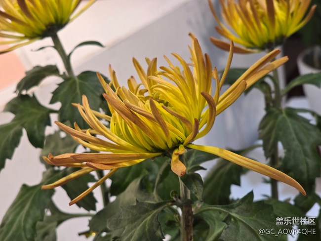 【汇龙潭菊花展线下摄影活动】+菊花展摄影回顾