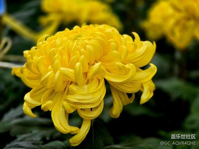 【汇龙潭菊花展线下摄影活动】+菊花展摄影回顾