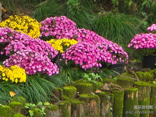 #秋天的道路——菊花展的路上