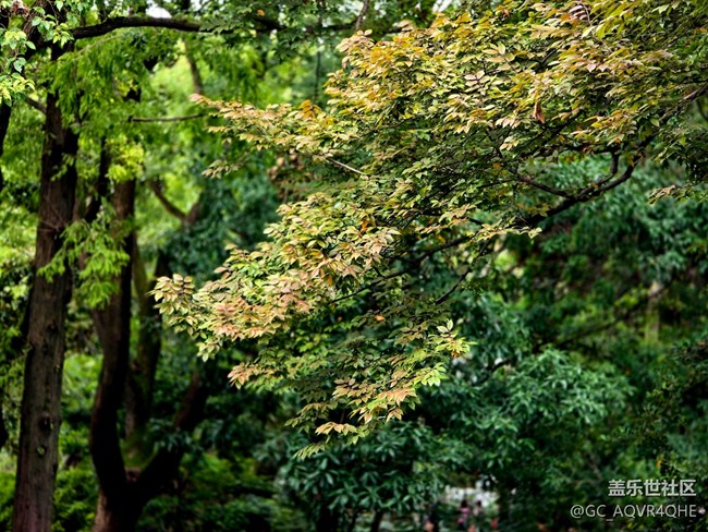 #秋天的道路——菊花展的路上