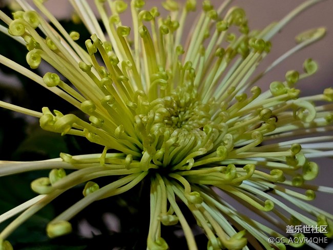 【汇龙潭菊花展线下摄影活动】+菊花展摄影回顾