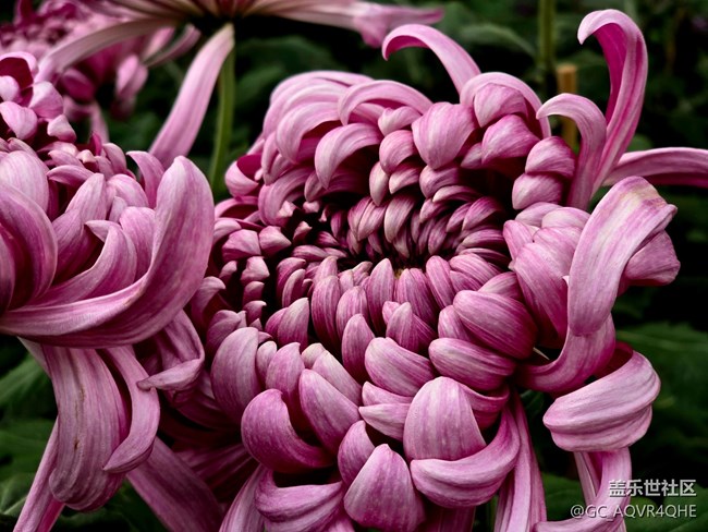 【汇龙潭菊花展线下摄影活动】+菊花展摄影回顾