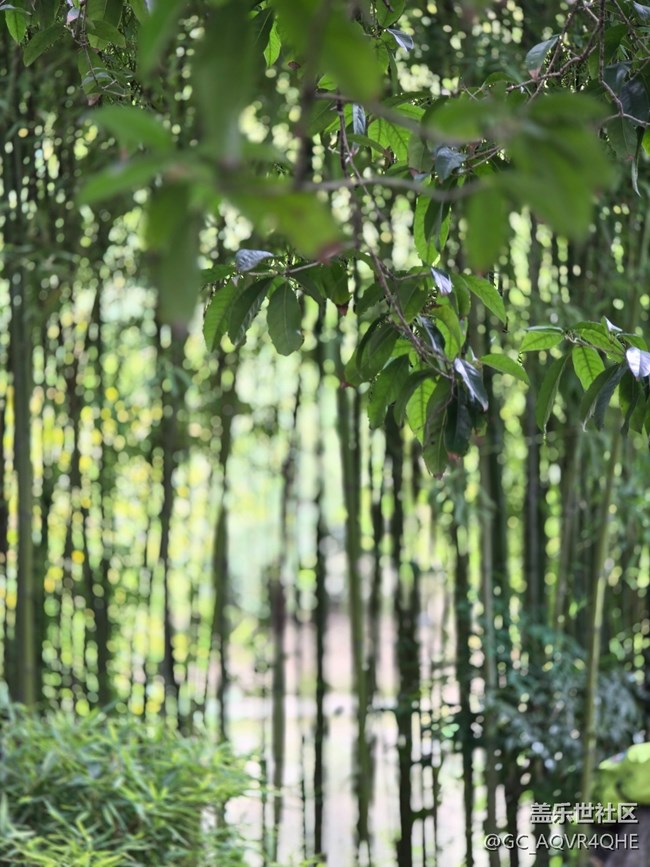 #秋天的道路——菊花展的路上