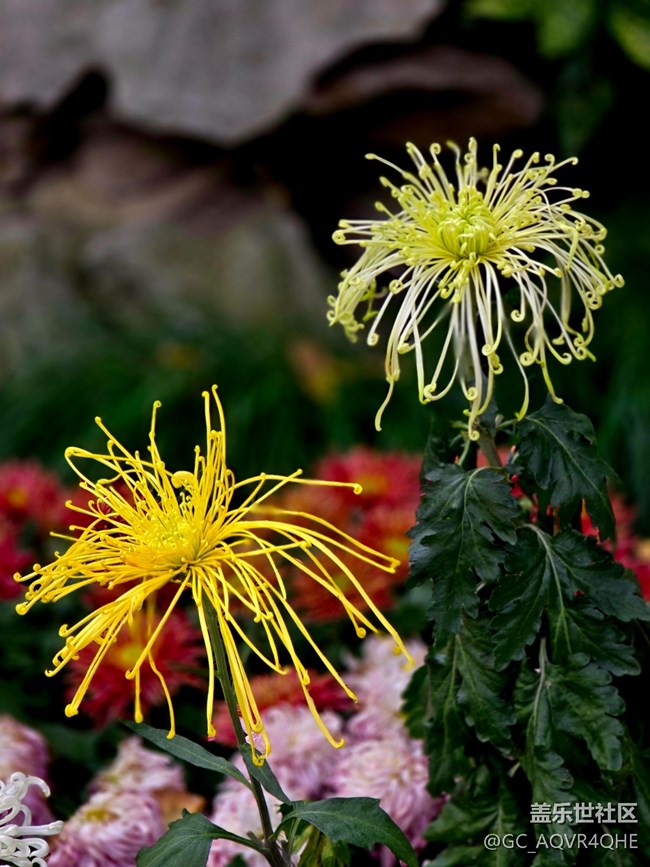 【汇龙潭菊花展线下摄影活动】+菊花展摄影回顾