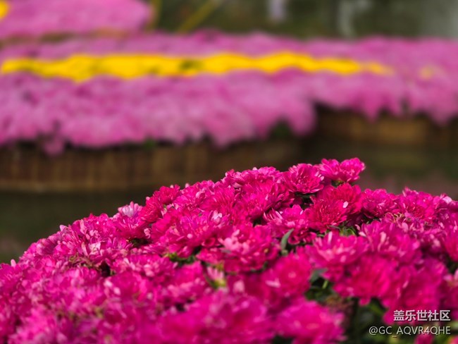 【汇龙潭菊花展线下摄影活动】+菊花展摄影回顾