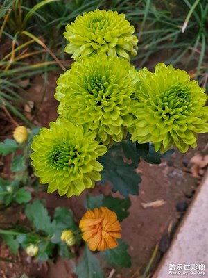 菊花