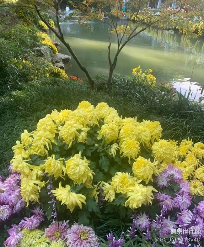 【秋意浓】秋菊