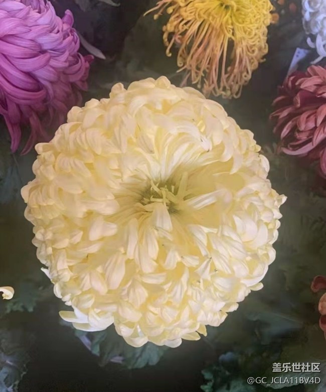 【秋意浓】秋菊