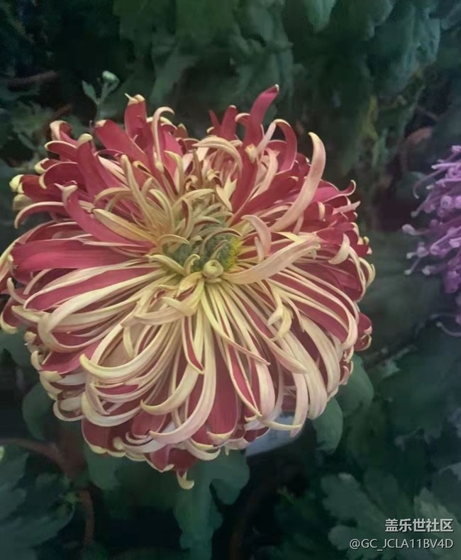 【秋意浓】秋菊