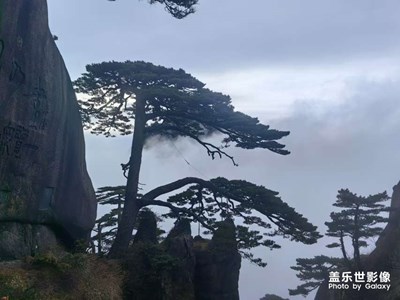 【身边的风景】+ 初冬的迎客松