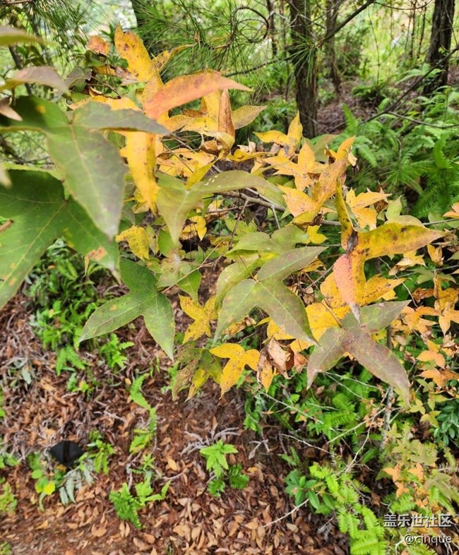 【秋意浓】登高赏秋