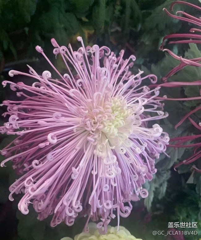 【秋意浓】秋菊