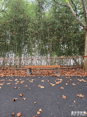 【身边的风景】+公园的秋天