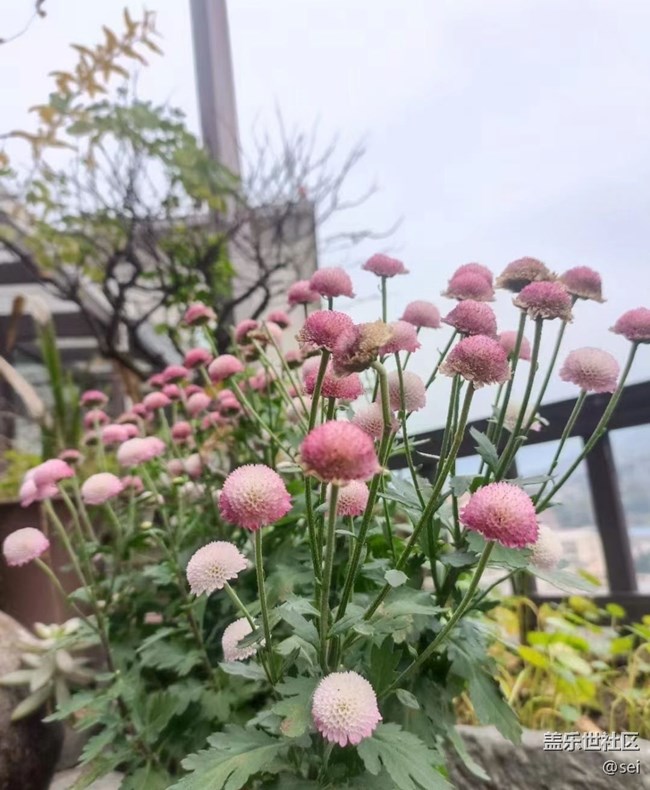 【秋意浓】漂亮的花
