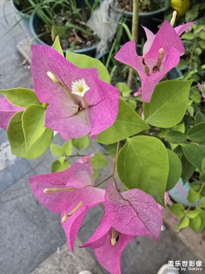 【见微知著】+S24 Ultra拍摄的微距照片
