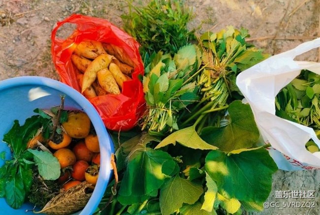 【秋暮冬初】采挖