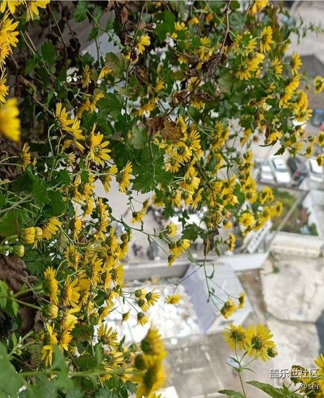 【秋意浓】漂亮的花