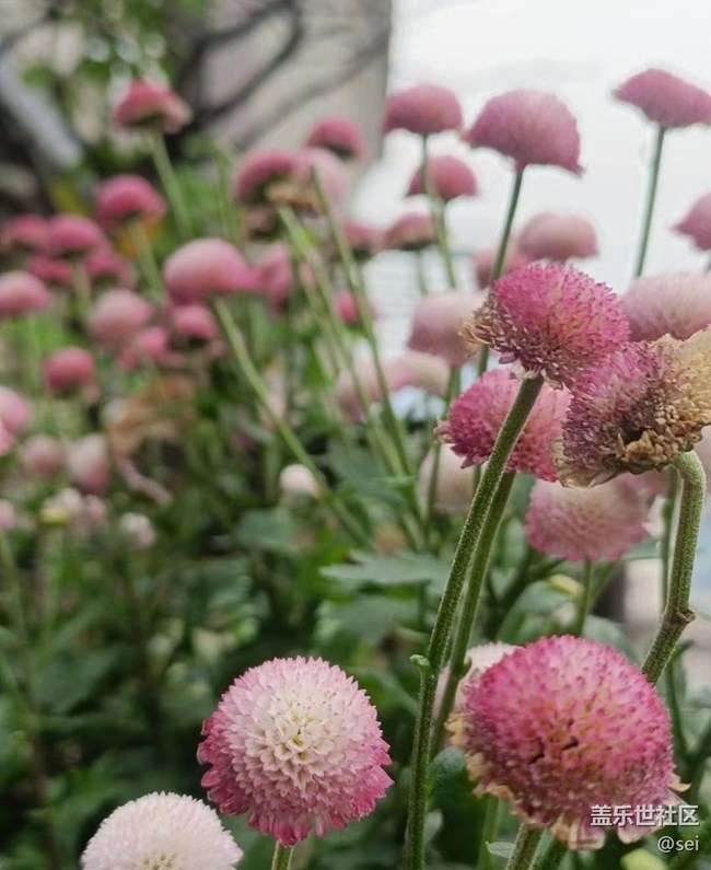 【秋意浓】漂亮的花
