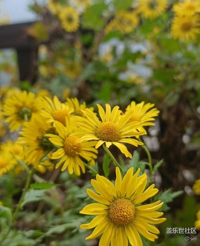 【秋意浓】漂亮的花