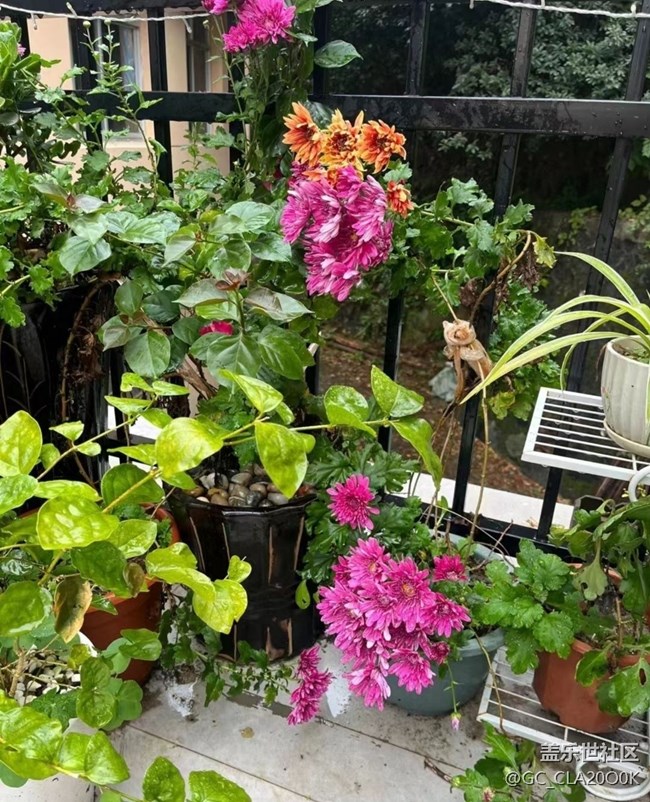 【秋意浓】秋菊