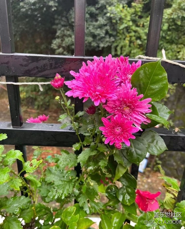 【秋意浓】秋菊