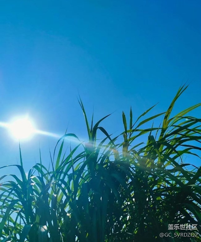 【秋暮冬初】采挖