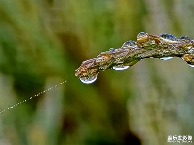 【见微知著】晨露有丝