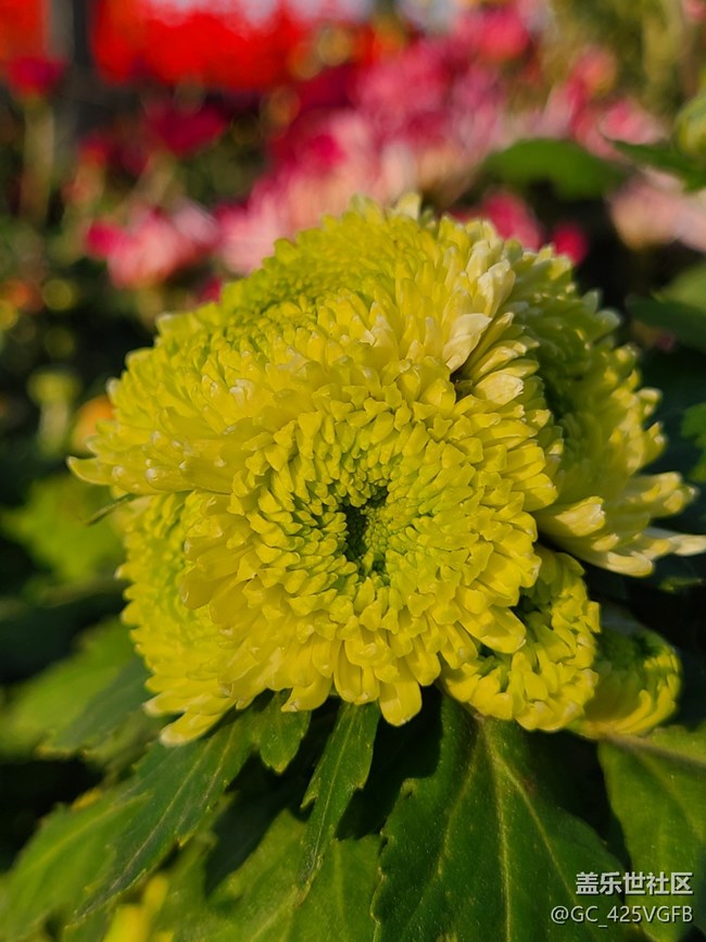 【Galaxy影像】自然的律动+菊花