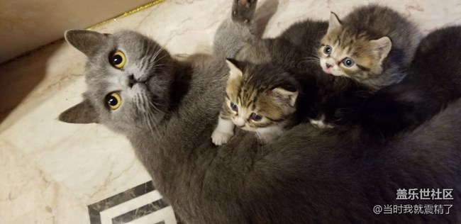 都说它是流浪猫，可我不这么认为