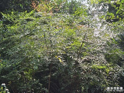 【身边的风景】+ 放晴