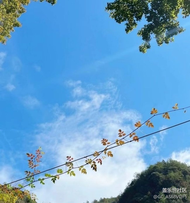 【秋暮冬初】落叶