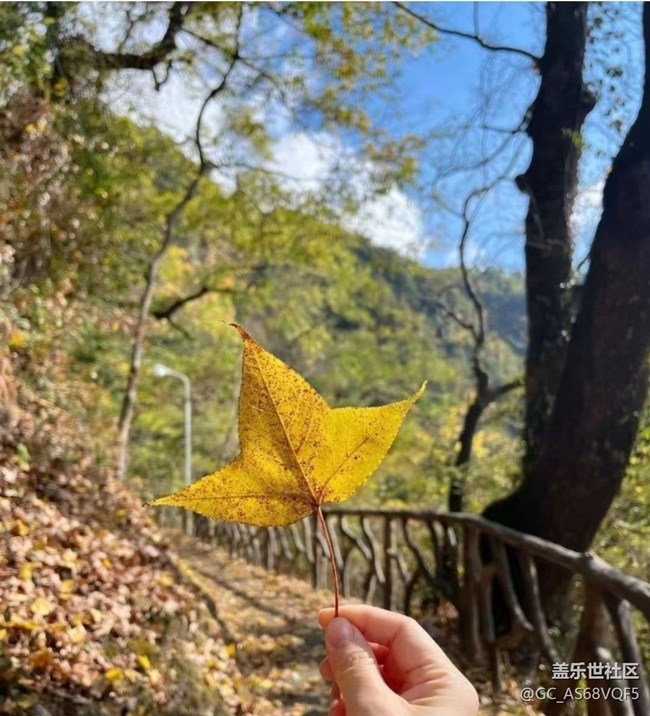 【秋暮冬初】落叶