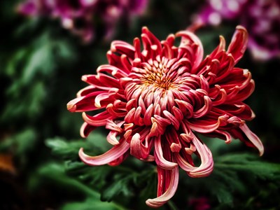 【身边的风景】+秋菊