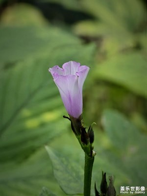 【见微知著】+长焦镜头下的小花