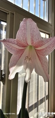 【见微知著】+微距下的朱顶红花朵