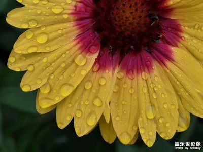 【见微知著】花朵上的雨滴