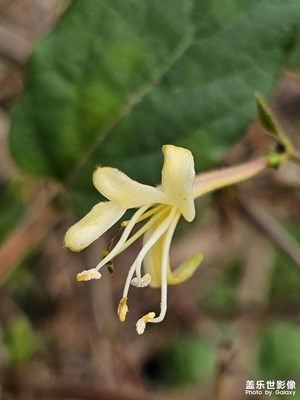 【见微知著】金银花