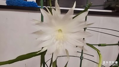 昙花6连开