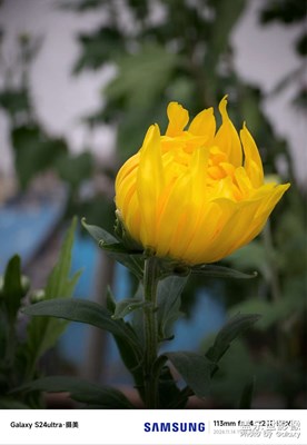 一朵菊花的成长