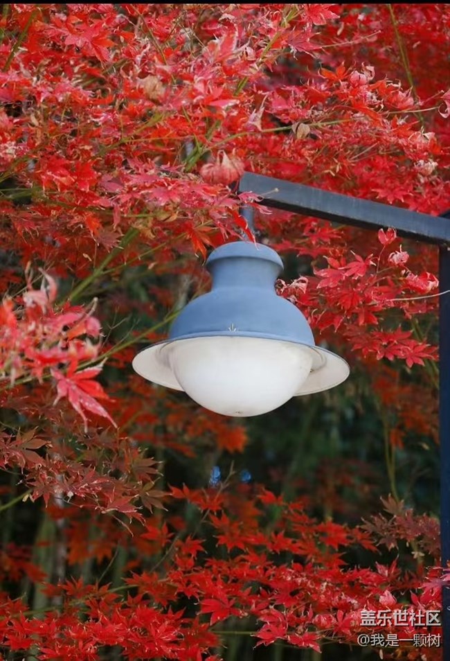 【紫竹院】+用三星手机抓住北京的秋
