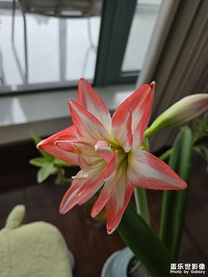 【见微知著】花开富贵