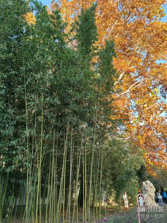 【紫竹院】+用三星手机抓住北京的秋