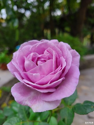 【身边的风景】月季花