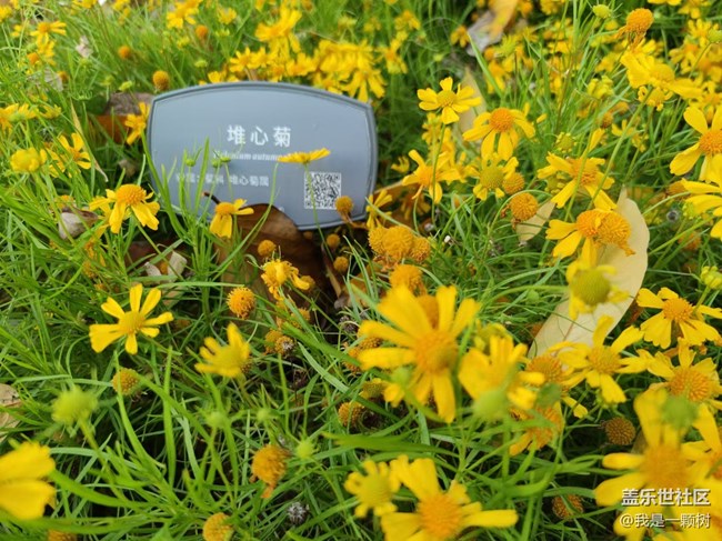 【紫竹院】+用三星手机抓住北京的秋